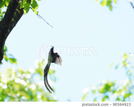 Japanese Paradise Flycatcher collecting nest materials Japanese Paradise Flycatcher collecting nest materials 90564923