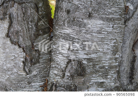 Hokkaido birch forest nurse 6 90565098