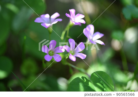 Purple oxalis Purple oxalis 90565566