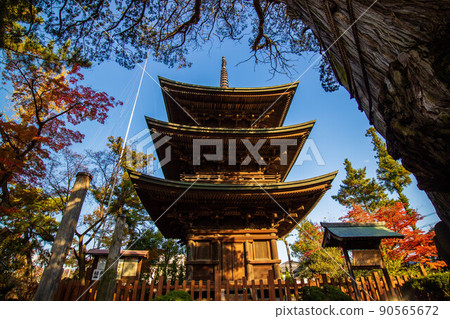 Autumn Shinshu Ueda Autumn leaves Shinano Kokubunji Mie Tower 90565672