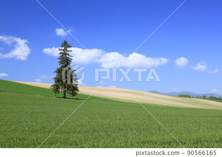 北海道美瑛鎮麥田和一棵樹 90566165