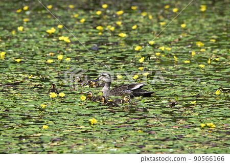 鴨 90566166