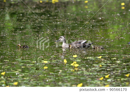 鴨 90566170