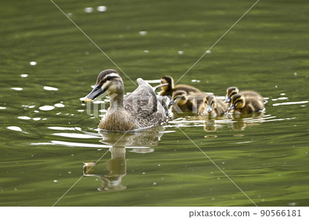 Karmala父親和兒子 90566181