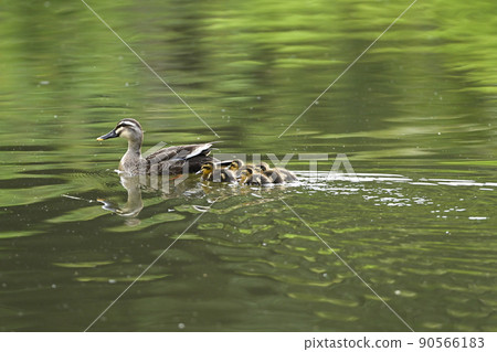 Karmala父親和兒子 90566183