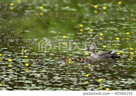 鴨 90566191
