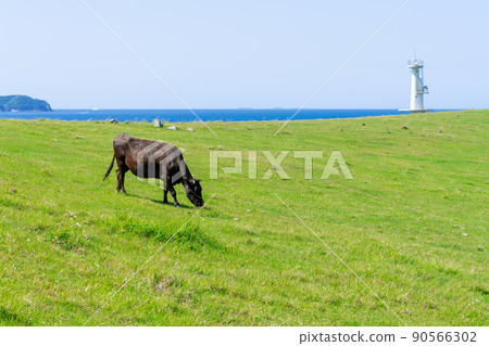 《Saga Prefecture》 Hizen Tateishi Cape Lighthouse / Suginohara Ranch Karatsu City 90566302