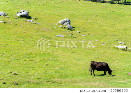 《佐賀縣》肥前立石岬燈塔/杉之原牧場唐津市 90566303