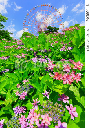 台場廣場公園繡球花和摩天輪 台場廣場公園繡球花和摩天輪 90566448