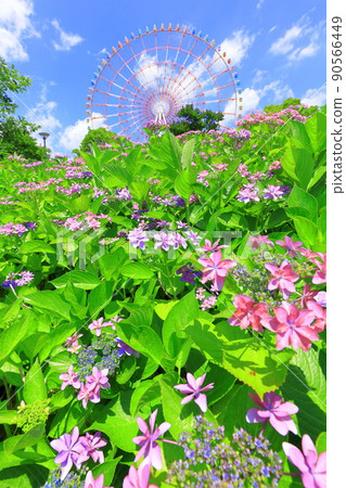 台場廣場公園繡球花和摩天輪 台場廣場公園繡球花和摩天輪 90566449