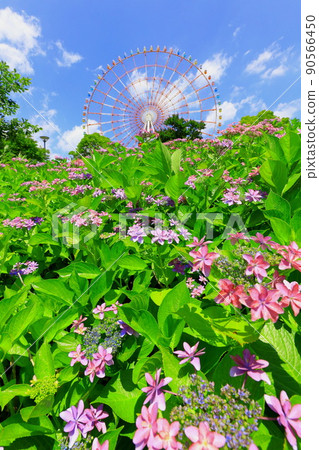 台場廣場公園繡球花和摩天輪 台場廣場公園繡球花和摩天輪 90566450