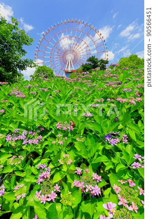 台場廣場公園繡球花和摩天輪 台場廣場公園繡球花和摩天輪 90566451