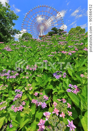 台場廣場公園繡球花和摩天輪 台場廣場公園繡球花和摩天輪 90566452