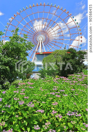台場廣場公園繡球花和摩天輪 台場廣場公園繡球花和摩天輪 90566455