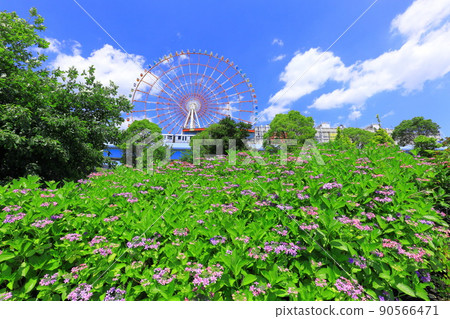 台場廣場公園繡球花和摩天輪 90566471