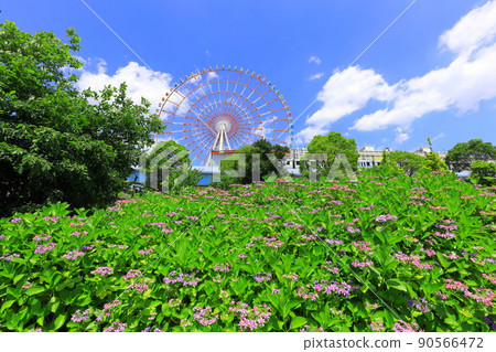 台場廣場公園繡球花和摩天輪 90566472