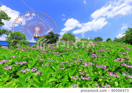 台場廣場公園繡球花和摩天輪 90566473