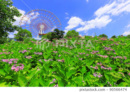 台場廣場公園繡球花和摩天輪 90566474