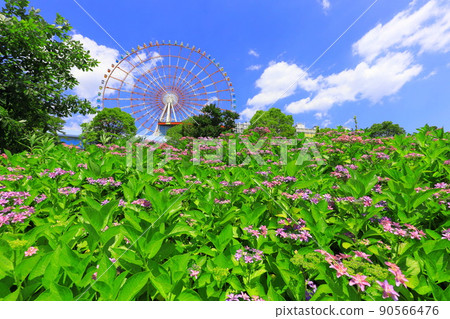 台場廣場公園繡球花和摩天輪 90566476