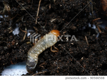 潛伏在播種機的聖甲蟲幼蟲 90566508