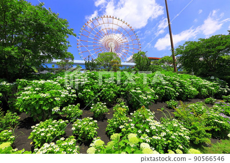Odaiba Square Park Hydrangea and Ferris Wheel 90566546
