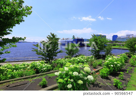 Odaiba Square Park Hydrangea and Ferris Wheel 90566547