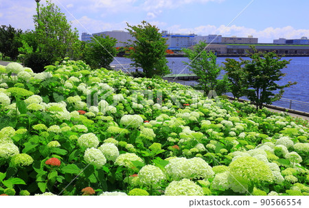 Odaiba Square Park Hydrangea and Ferris Wheel 90566554