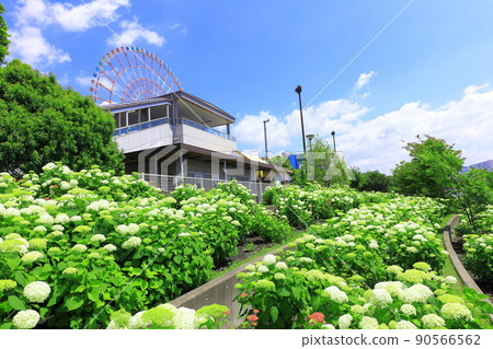 Odaiba Square Park Hydrangea and Ferris Wheel Odaiba Square Park Hydrangea and Ferris Wheel 90566562