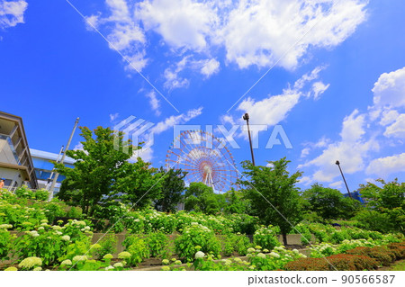 Odaiba Square Park Hydrangea and Ferris Wheel 90566587