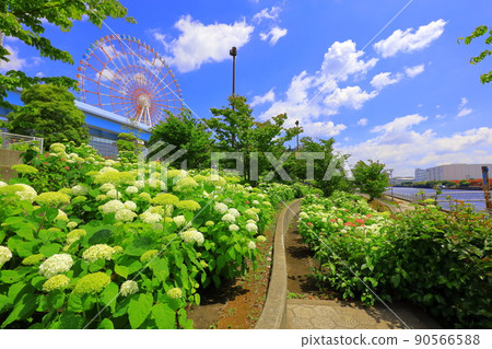 台場廣場公園繡球花和摩天輪 90566588