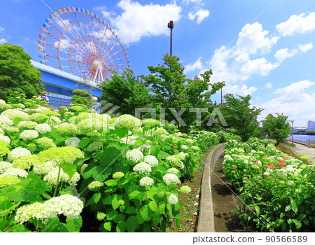 台場廣場公園繡球花和摩天輪 90566589
