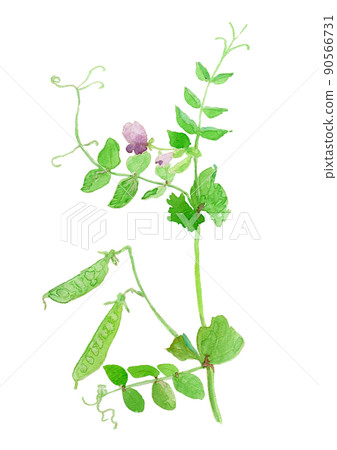 Pisum sativum watercolor illustration of peas flowers 90566731