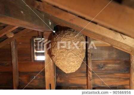Hornet's nest attic 90566956