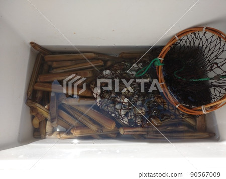 用網子和冷藏箱收集的蟶子 90567009