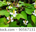 June plant Houttuynia cordata flower 90567131