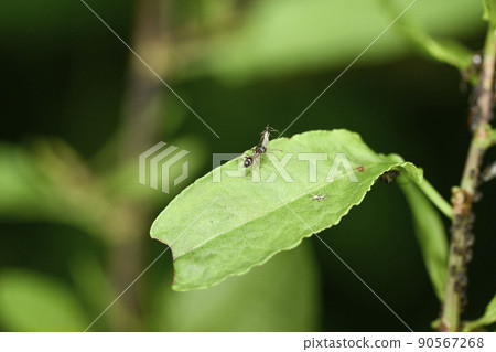 阿里和蚜蟲 90567268