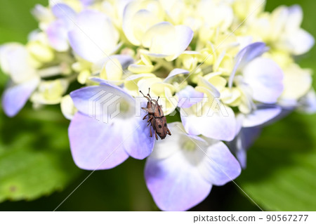 Tohoshita weevil 90567277