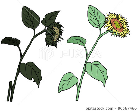 Illustration of wilted sunflowers and sunflowers that bloomed vigorously Illustration of wilted sunflowers and sunflowers that bloomed vigorously 90567460