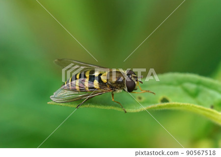 Closeup on a wasp mimicking hoverfly, Syrphus, sitting on a green leaf against a green background in the field 90567518