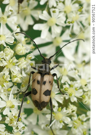 Vertical closeup on a Pachytodes cerambyciformis longhorn beetle on a white flower in the forrest 90567521