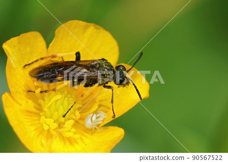 Closeup on a plant parasite sawfly , Tenthredo koehleri sitting in a yellow buttercup flower in a meadow Closeup on a plant parasite sawfly , Tenthredo koehleri sitting in a yellow buttercup flower in a meadow 90567522