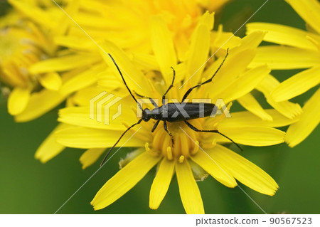 Closeup on a small dark black longhorn beetle, Stenurella nigra sitting on a yellow Picromerus bidens flower 90567523