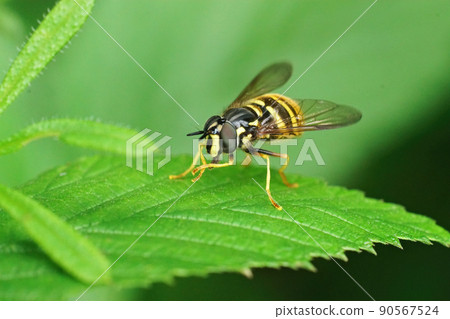 Closeup on a wasp mimicking Northern Spearhorn hoverfly, Chrysotoxum arcuatum sitting on a green leaf in the forrest 90567524
