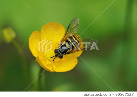 Closeup on a wasp mimicking Northern Spearhorn hoverfly, Chrysotoxum arcuatum sitting on a yellow buttercup flower, Ranunculus acris 90567527