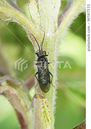 Closeup on an all dark black sawfly , Dolerus sitting in the vegetation in the garden 90567533