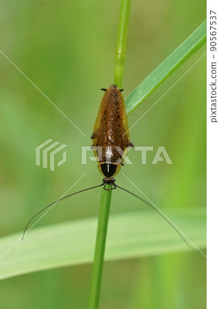 Vertical closeup on a forest or lesser cockroach, Ectobius sylvestris hanging on a grass straw in the field Vertical closeup on a forest or lesser cockroach, Ectobius sylvestris hanging on a grass straw in the field 90567537