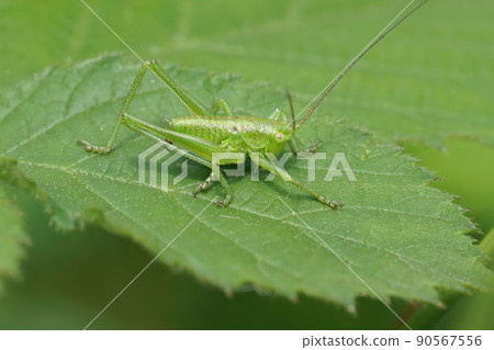 Closeup on a nymph of Great Green Bush Cricket, Tettigonia viridissima sitting on a green leaf in the field Closeup on a nymph of Great Green Bush Cricket, Tettigonia viridissima sitting on a green leaf in the field 90567556