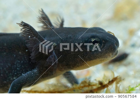 Closeup on an aquatic gilled larvae of the Chinese swordtailed newt, Cynops orientalis , underwater 90567584
