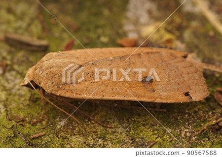 Closeup on a large yellow underwing moth,Noctua pronuba sitting on a moss covered stone 90567588