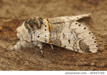 Closeup on white striped sallow kitten moth, Furcula furcula, sitting on wood in the field 90567589